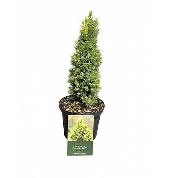 Picea glauca Sun on the Sky PBR C2,5 Lit. 20-25 cm