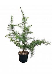 Cedrus deodara C2,5 Lit. 25-30 cm