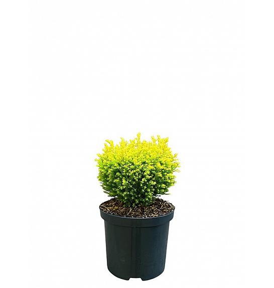 Chamaecyparis lawsoniana Treasure Island C2,5 Lit. 15-20 cm