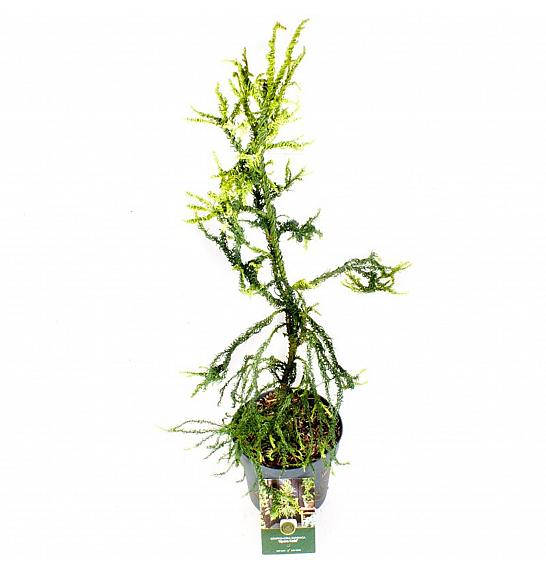 Cryptomeria japonica Kyara Gold ᴾᴮᴿ C2,5 Lit. 30-40 cm