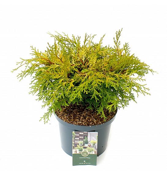 Chamaecyparis obtusa Kamarachiba C5 Lit. 30-40 cm
