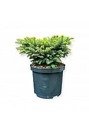 Picea abies Nidiformis C5 Lit. 25-30 cm