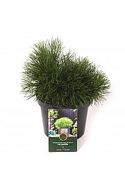 Pinus mugo Pumilio C2,5 Lit. 20-25 cm
