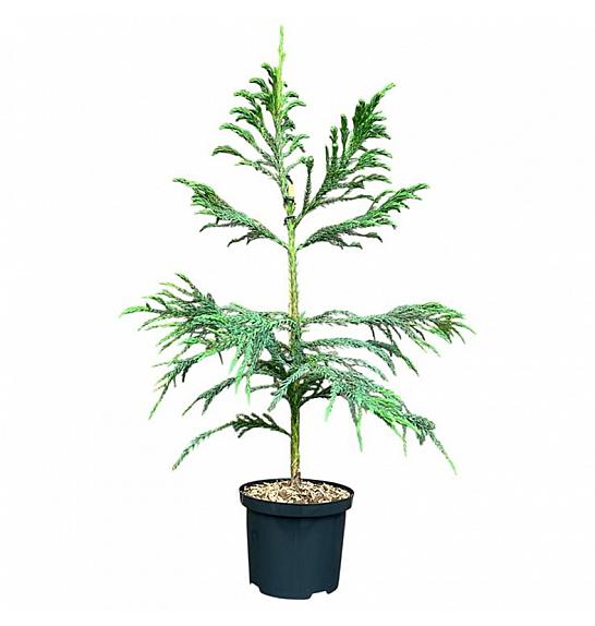 Cryptomeria japonica Yakushima Blue C2,5 Lit. 30-40 cm