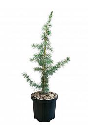 Cedrus libani C2,5 Lit. 40-50 cm