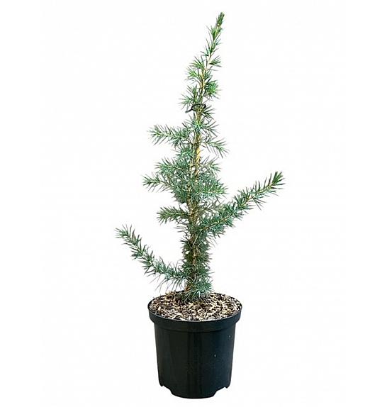 Cedrus libani C2,5 Lit. 40-50 cm
