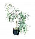 Chamaecyparis lawsoniana Drooping Solo C2,5 Lit. 50-60 cm