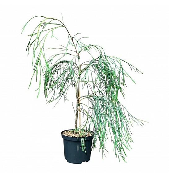Chamaecyparis lawsoniana Drooping Solo C2,5 Lit. 50-60 cm