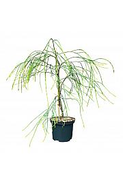 Chamaecyparis lawsoniana Golden Sprinkler C2,5 Lit. 50-60 cm