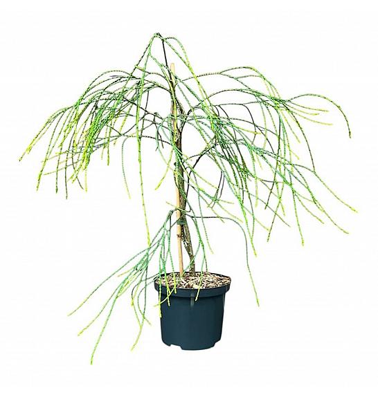 Chamaecyparis lawsoniana Golden Sprinkler C2,5 Lit. 50-60 cm