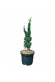 Chamaecyparis lawsoniana Wissels Saguaro C2,5 Lit. 25-30 cm