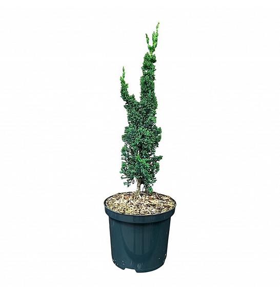 Chamaecyparis lawsoniana Wissels Saguaro C2,5 Lit. 25-30 cm