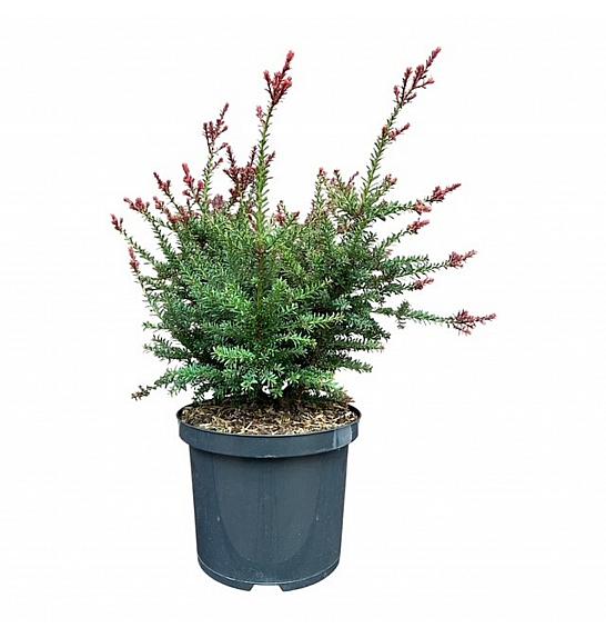 Podocarpus alpinus Red Tip C5 Lit. 25-30 cm