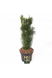 Cephalotaxus harringtonia Fastigiata C5 Lit. 40-50 cm