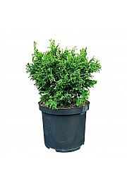 Chamaecyparis obtusa Brigitte C5 Lit. 25-30 cm