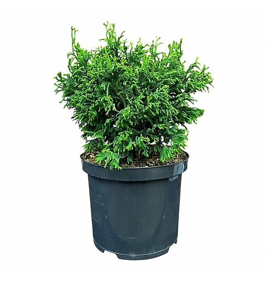 Chamaecyparis obtusa Brigitte C5 Lit. 25-30 cm