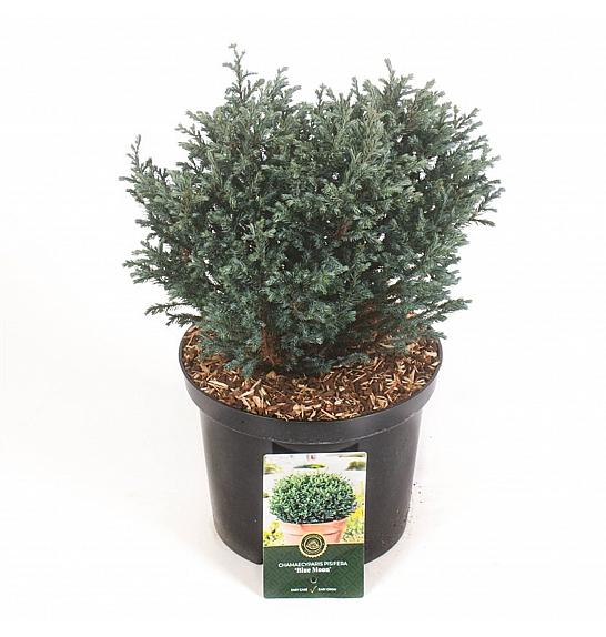 Chamaecyparis pisifera Blue Moon ᴾᴮᴿ C5 Lit. 30-40 cm