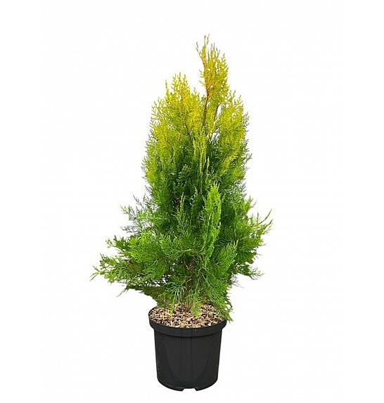 Platycladus orientalis Elagantissima C5 Lit. 40-50 cm
