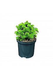 Picea glauca Piccolo C2,5 Lit. 15-20 cm