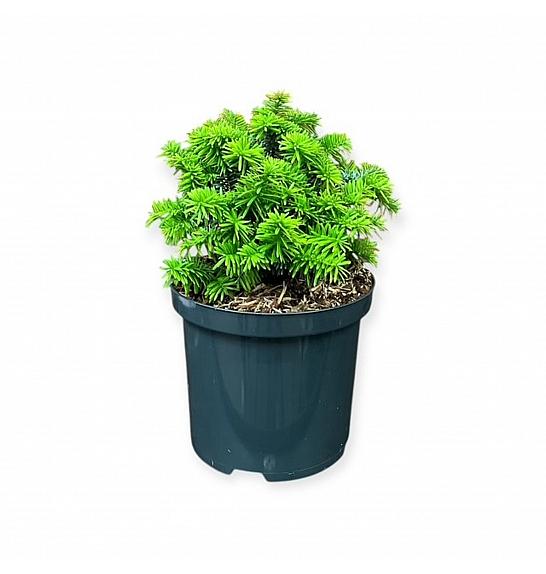 Picea glauca Piccolo C2,5 Lit. 15-20 cm