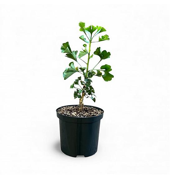 Ginkgo biloba Jehoshaphat C2,5 Lit. 25-30 cm