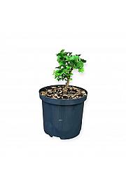 Ginkgo Biloba Little Joe C2,5 Lit. 25-30 cm