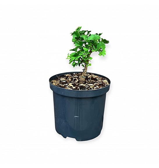 Ginkgo Biloba Little Joe C2,5 Lit. 25-30 cm