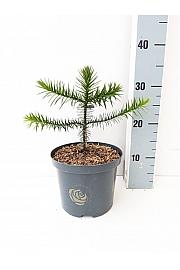 Araucaria araucana C2,5 Lit. 15-20 cm