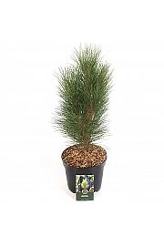 Pinus nigra Green Tower C5 Lit. 30-40 cm
