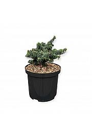 Picea glauca Piccolo C5 Lit. 25-30 cm