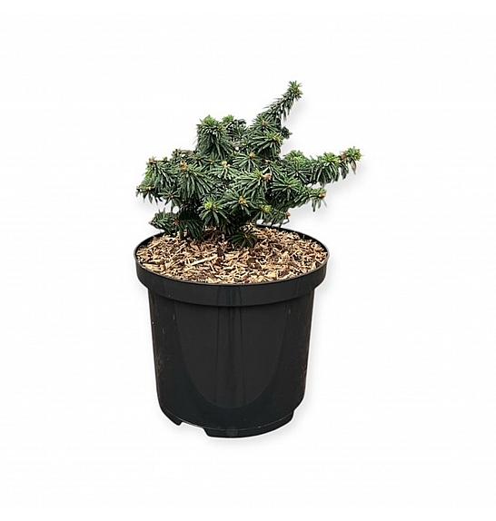 Picea glauca Piccolo C5 Lit. 25-30 cm