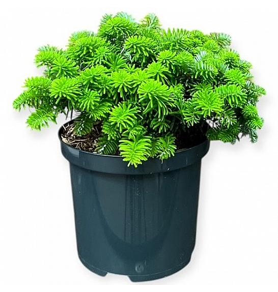 Abies koreana Brillant C5 Lit. 30-40 cm