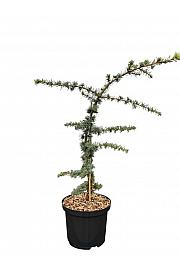 Cedrus atlantica Aurea C5 Lit. 30-40 cm