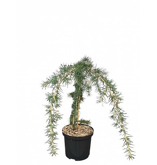 Cedrus deodara C5 Lit. 40-50 cm