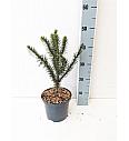 Araucaria araucana C5 Lit. 30-40 cm
