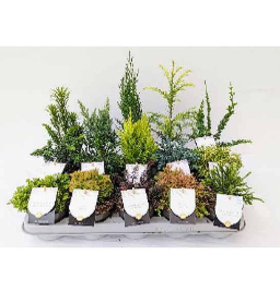 Iglavci Ekskluzivni Mix Ø 10,5; 1 CC VOZIČEK = 360 KOS