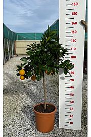 Citrus sinensis Orange Ø30 Na steblu 50 cm
