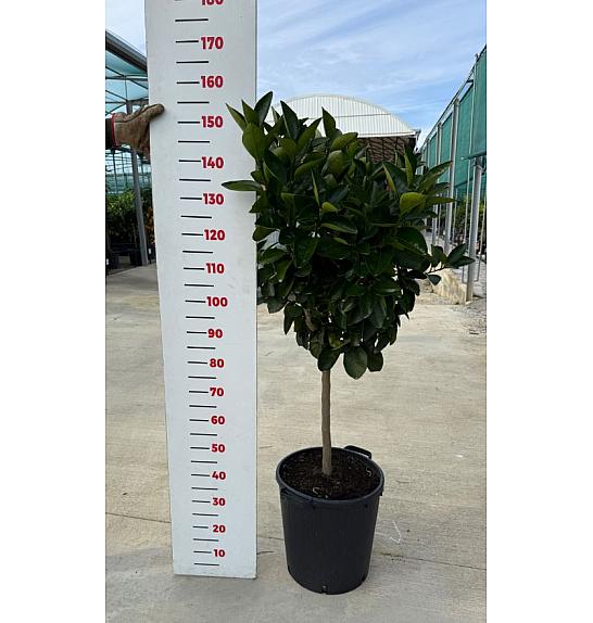 Citrus sinensis Orange Ø35 Na steblu 60 cm
