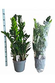 ZAMIOCULCAS; Ø24