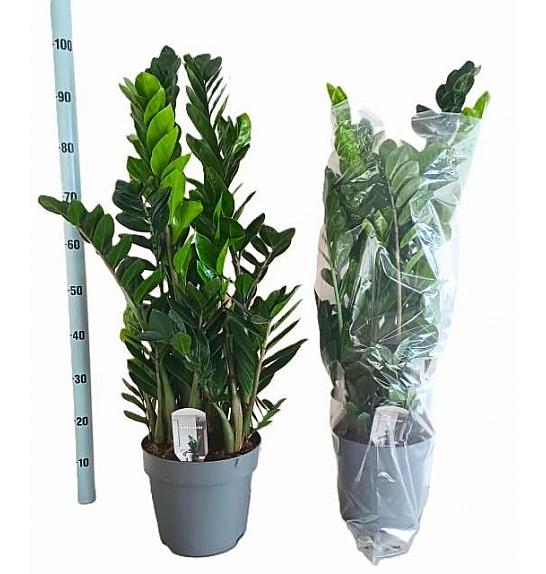 ZAMIOCULCAS; Ø24