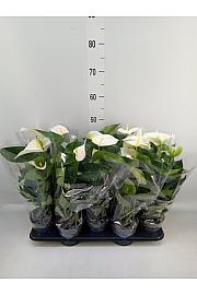 Anthurium andr. Ø12 White