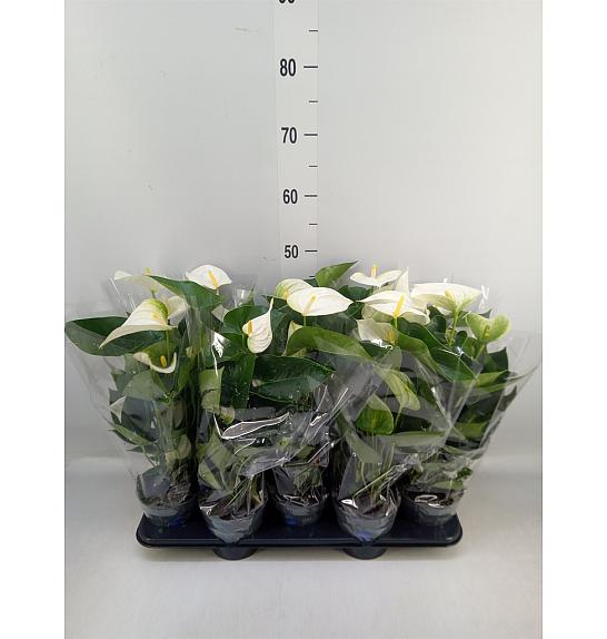 Anthurium andr. Ø12 White