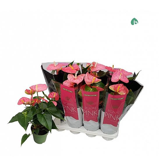 Anthurium andr. Ø14 Pink