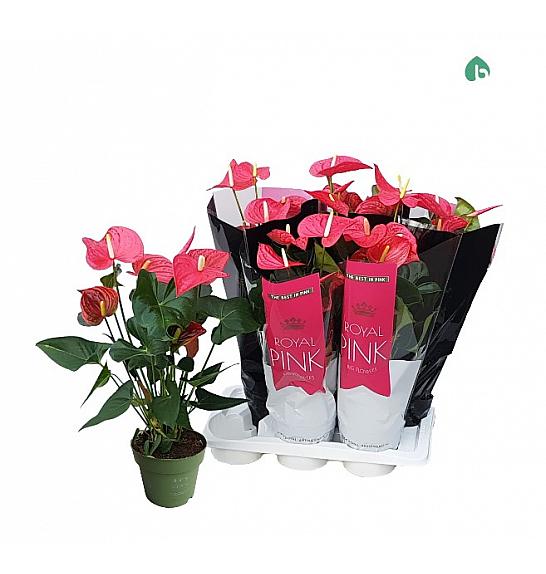 Anthurium andr. Ø17 Pink