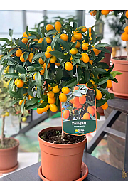 Citrus japonica Kumquat Ø20 - AA