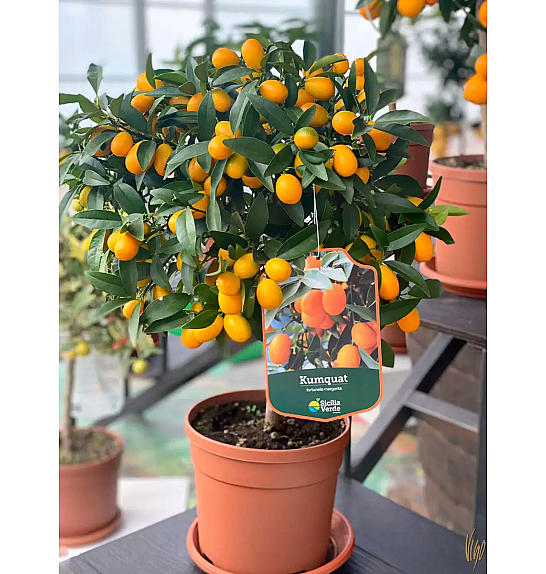 Citrus japonica Kumquat Ø20 - AA
