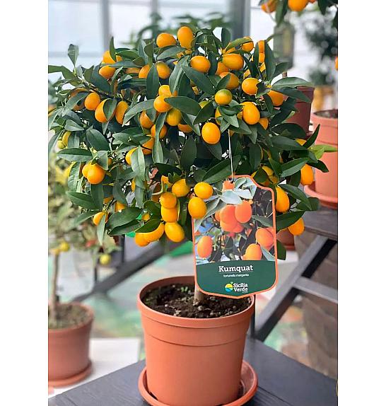Citrus japonica Kumquat Ø20 - AA