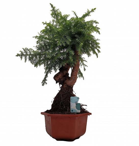 Araucaria Cunninghamii; Ø30; 70-80 cm; Bonsai