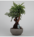 Araucaria Cunninghamii; Ø30; 70-80 cm; Bonsai