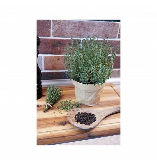 Thymus piperella; Poprov timijan; Ø12; 690045;BLU
